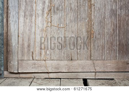 Old Wood Door with Termite