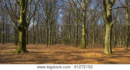 Beech forest in sunlight in winter