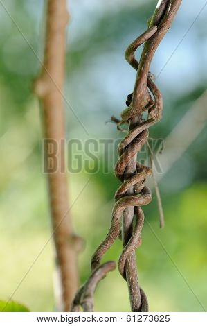 Creeping Grape Vine