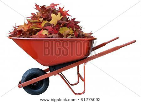 Pile of leaves in a wheel barrow
