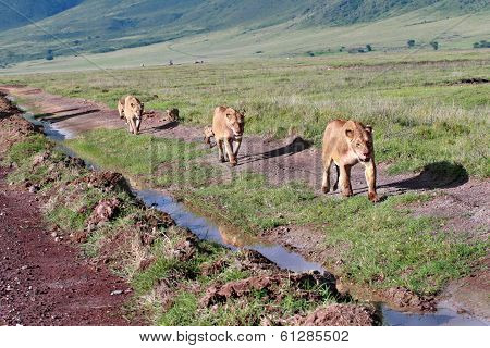 Three Lioness With Cubs, Go Along Road In Wild.