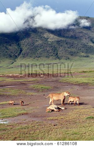 Tanzania Ngorongoro National Park, The Family Of African Lions Wild.