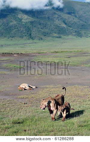 Wild Lions In The Ngorongoro National Park, Tanzania.