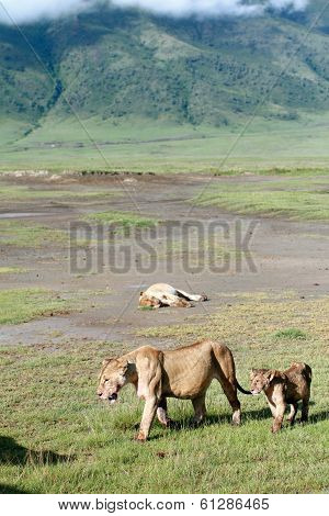 African Predators In Ngorongoro National Park, Lioness And Lion Cub.