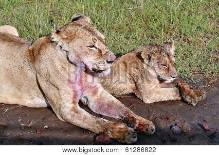 Mother Lioness And Her Lion Cub, Resting After A Meal.
