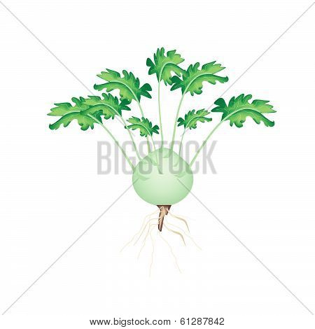 A Fresh Kohlrabi On A White Background