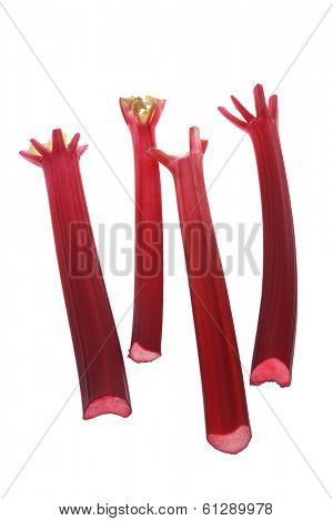 Rhubarb
