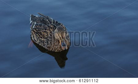Swimming Peaceful Duck In A Lake