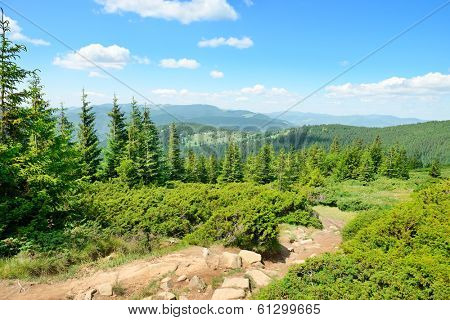 mountains covered trees and blue sky                                    