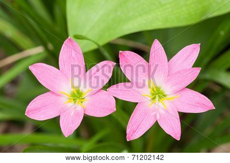 Pink Zephyranthes Flower (rain Lily)