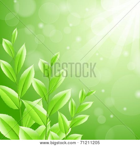 vector illustration sbackground green tea leaves