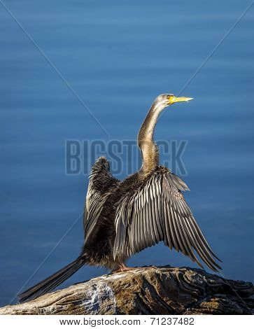 Little Black Cormorant