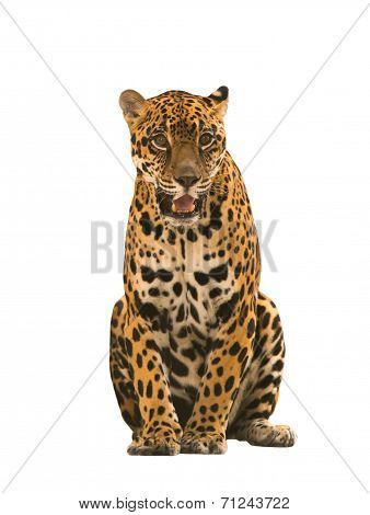 Jaguar ( Panthera Onca ) Isolated