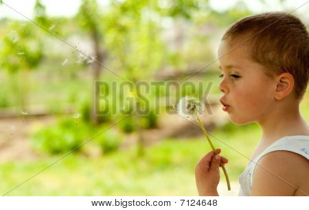 Dandelion เด่น