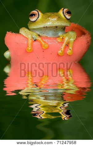 Frog