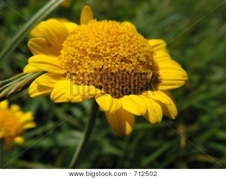 Flor amarela