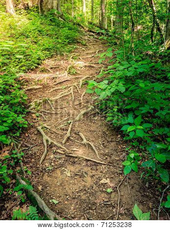 Sheltowee Trace trail in Red River Gorge, Kentucky. Daniel Boone National Forest