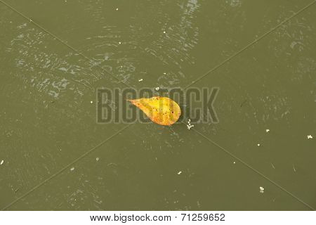 Tiny Leaf Float