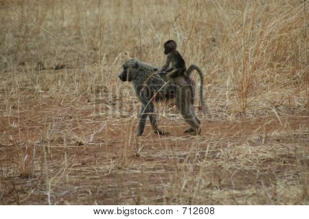 Mãe e bebê macaco