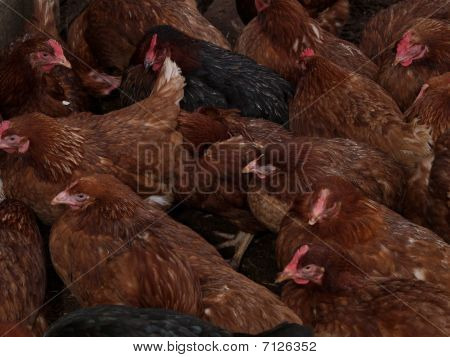 kuřat na farmě