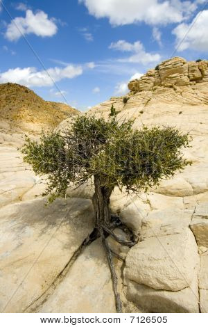 Close Up sulle rocce con un piccolo albero - Snow Canyon Utah