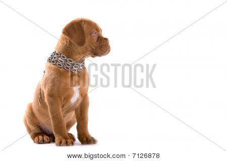 Perro Mastín de francés / Bordeaux perro cachorro