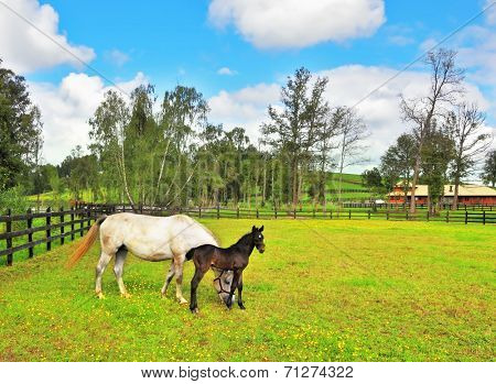  The rich country estate, with the special fence on the green lawn thoroughbred horses graze. Beautiful white horse with a charming black colt