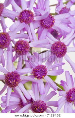 Cineraria makro