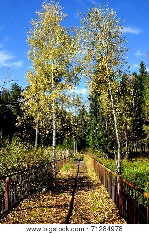 Autumnal Nature,  Path