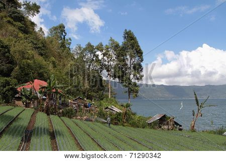 Countryside And Lake Batur