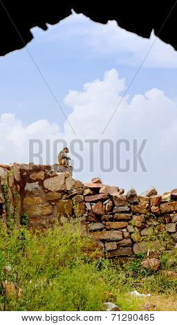 Rhesus Macaque at Tughlaqabad Fort, Delhi, India