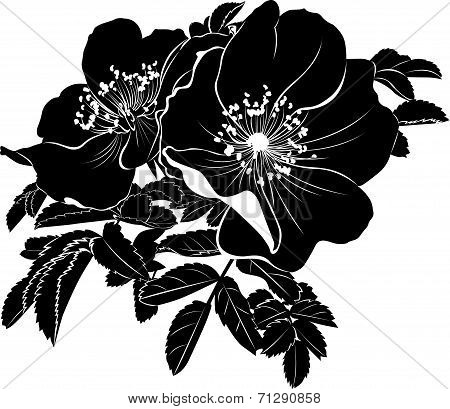 dogrose rose