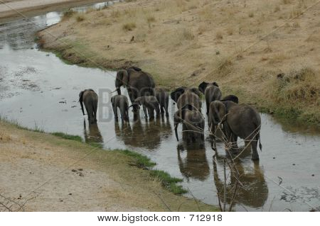 Elephant Walk 