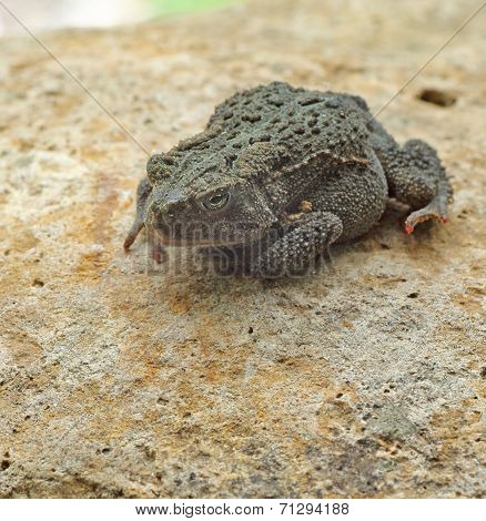 American Toad, Anaxyrus Americanus