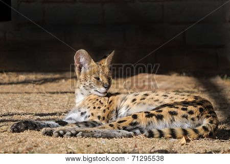 Serval