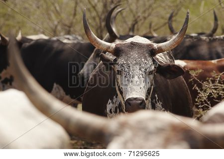 Herd of nguni cattle