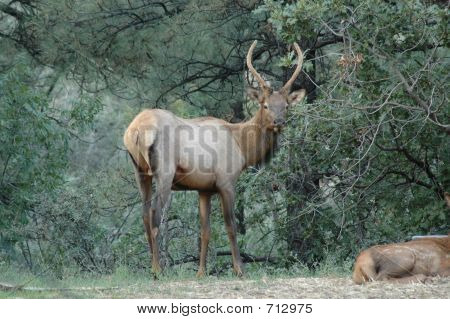 Bull Elk in montagna