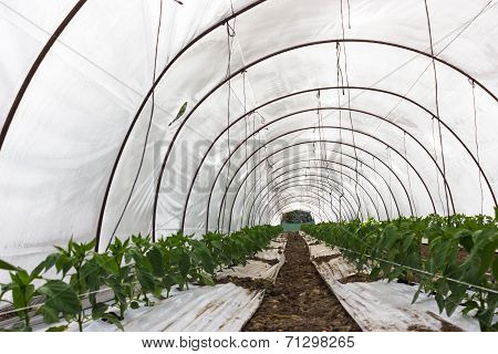 Greenhouse Cultivation