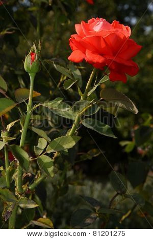 Red Rose