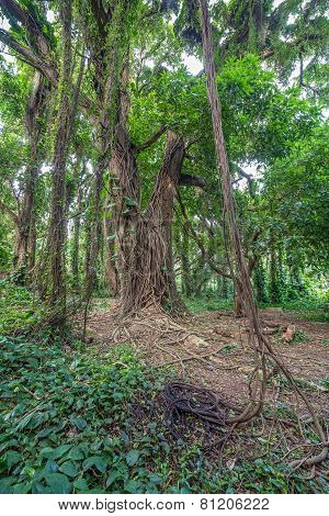Jungle tree vines