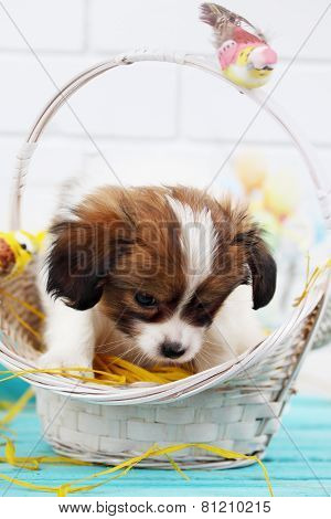 Puppy In A Basket