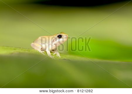 Baby løvfrøer på blad (Hyla chinensis)