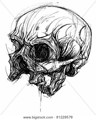 Broken Skull Drawing line work vector