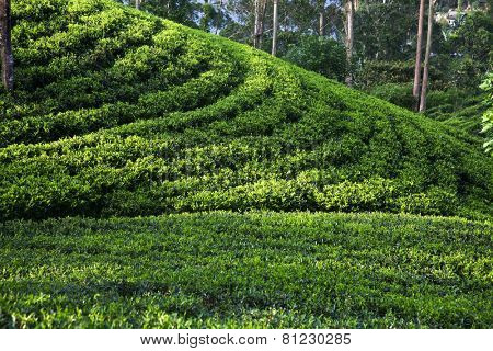 Tea plantation landscape in Sri Lanka