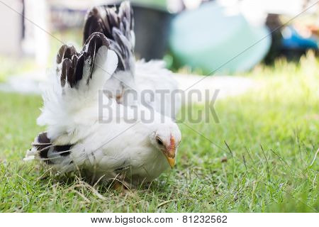 White chicken