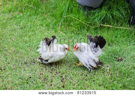 Two white chickens on green grass