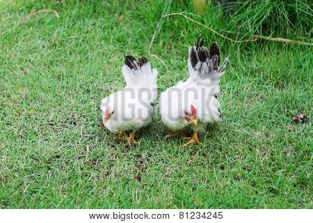 Two white chickens on green grass