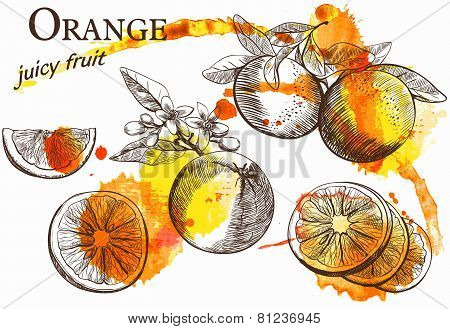 beautiful orange
