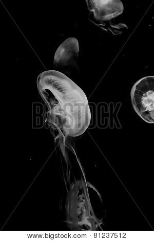 Jellyfish