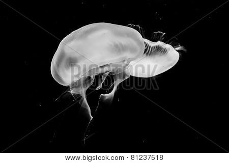 Jellyfish